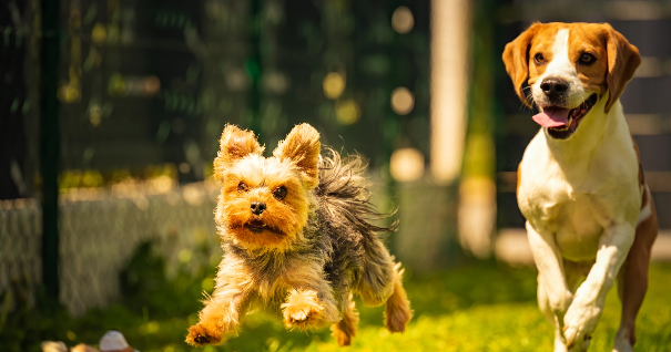 Deux chiens courant sur l'herbe en direction du spectateur